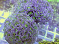 画像2: No.19 ナガレハナサンゴ　グリーンパープル (2)