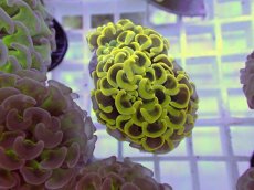 画像1: No.20 ナガレハナサンゴ　ゴールド　　【人気No.1】 (1)