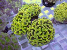 画像1: No.21 ナガレハナサンゴ　ゴールド　　【人気No.1】 (1)