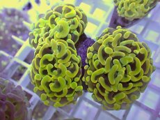 画像2: No.21 ナガレハナサンゴ　ゴールド　　【人気No.1】 (2)