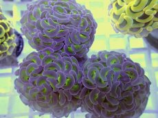 画像1: No.22 ナガレハナサンゴ　グリーンパープル (1)