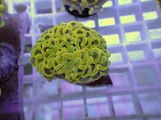 画像1: No.23 ナガレハナサンゴ　ゴールド　　【人気No.1】 (1)