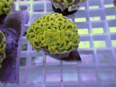 画像2: No.23 ナガレハナサンゴ　ゴールド　　【人気No.1】 (2)