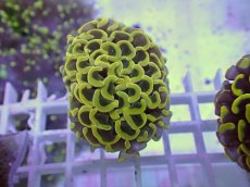 画像1: No.24 ナガレハナサンゴ　ゴールド　　【人気No.1】 (1)