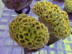 画像1: No.25 ナガレハナサンゴ　ゴールド　　【人気No.1】 (1)