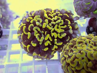 No.3 スターポリプを買うならアクアスタイルユー 大阪のサンゴ専門店