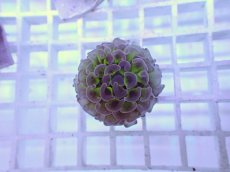 画像1: No.27 ナガレハナサンゴ　グリーンパープル (1)