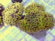 画像1: No.28 ナガレハナサンゴ　ゴールド　　【人気No.1】 (1)