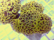 画像2: No.28 ナガレハナサンゴ　ゴールド　　【人気No.1】 (2)