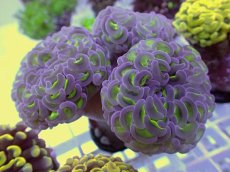 画像1: No.29 ナガレハナサンゴ　グリーンパープル (1)