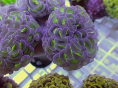 画像2: No.29 ナガレハナサンゴ　グリーンパープル (2)