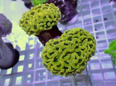 画像1: No.30 ナガレハナサンゴ　ゴールド　　【人気No.1】 (1)