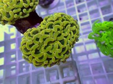 画像2: No.30 ナガレハナサンゴ　ゴールド　　【人気No.1】 (2)