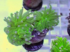 画像1: No.1 フラワーコーラル　コットンキャンディー (1)