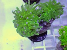 画像2: No.1 フラワーコーラル　コットンキャンディー (2)