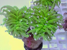 画像1: No.2 フラワーコーラル　コットンキャンディー (1)