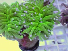 画像2: No.2 フラワーコーラル　コットンキャンディー (2)