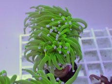 画像1: No.3 フラワーコーラル　コットンキャンディー (1)