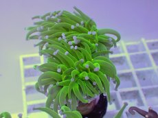 画像2: No.3 フラワーコーラル　コットンキャンディー (2)