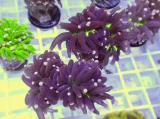 画像1: No.4 フラワーコーラル　ブラックジョーカー (1)