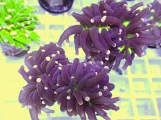 画像2: No.4 フラワーコーラル　ブラックジョーカー (2)