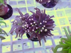 画像1: No.5 フラワーコーラル　ブラックジョーカー (1)