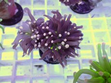 画像2: No.5 フラワーコーラル　ブラックジョーカー (2)