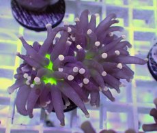 画像1: No.6 フラワーコーラル　ブラックジョーカー (1)