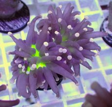 画像2: No.6 フラワーコーラル　ブラックジョーカー (2)