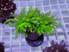 画像1: No.7 フラワーコーラル　コットンキャンディー (1)