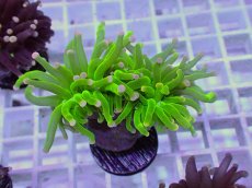 画像2: No.7 フラワーコーラル　コットンキャンディー (2)