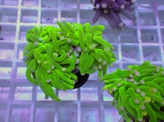 画像1: No.8 フラワーコーラル　コットンキャンディー (1)