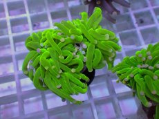 画像2: No.8 フラワーコーラル　コットンキャンディー (2)