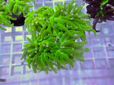 画像1: No.9 フラワーコーラル　コットンキャンディー (1)