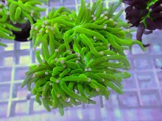 画像2: No.9 フラワーコーラル　コットンキャンディー (2)