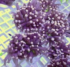 画像1: No.10 フラワーコーラル　ブラックジョーカー (1)