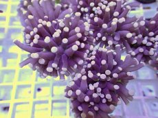 画像2: No.10 フラワーコーラル　ブラックジョーカー (2)