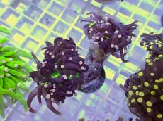 画像1: No.11 フラワーコーラル　ブラックジョーカー (1)