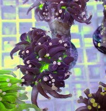 画像2: No.11 フラワーコーラル　ブラックジョーカー (2)