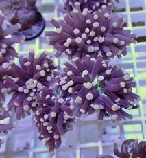 画像1: No.12 フラワーコーラル　ブラックジョーカー (1)