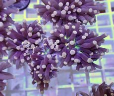 画像2: No.12 フラワーコーラル　ブラックジョーカー (2)