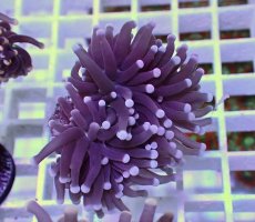 画像1: No.13 フラワーコーラル　ブラックジョーカー (1)