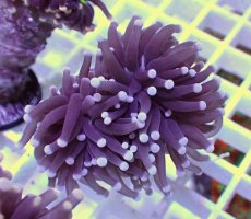 画像2: No.13 フラワーコーラル　ブラックジョーカー (2)