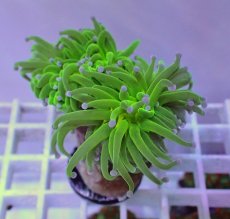 画像1: No.14 フラワーコーラル　コットンキャンディー (1)