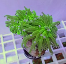 画像2: No.14 フラワーコーラル　コットンキャンディー (2)