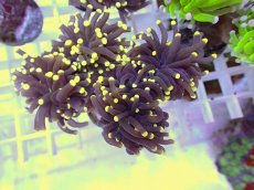 画像1: No.15 フラワーコーラル　ブラックジョーカー イエローチップ　　【珍しい、レアな個体♪】 (1)