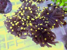 画像2: No.15 フラワーコーラル　ブラックジョーカー イエローチップ　　【珍しい、レアな個体♪】 (2)