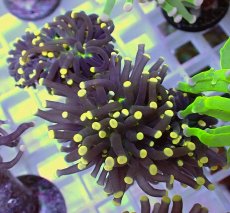 画像1: No.16 フラワーコーラル　ブラックジョーカー イエローチップ　　【珍しい、レアな個体♪】 (1)