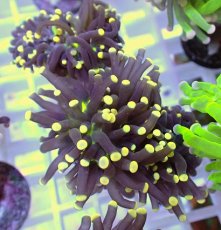 画像2: No.16 フラワーコーラル　ブラックジョーカー イエローチップ　　【珍しい、レアな個体♪】 (2)