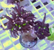 画像1: No.17 フラワーコーラル　ブラックジョーカー (1)